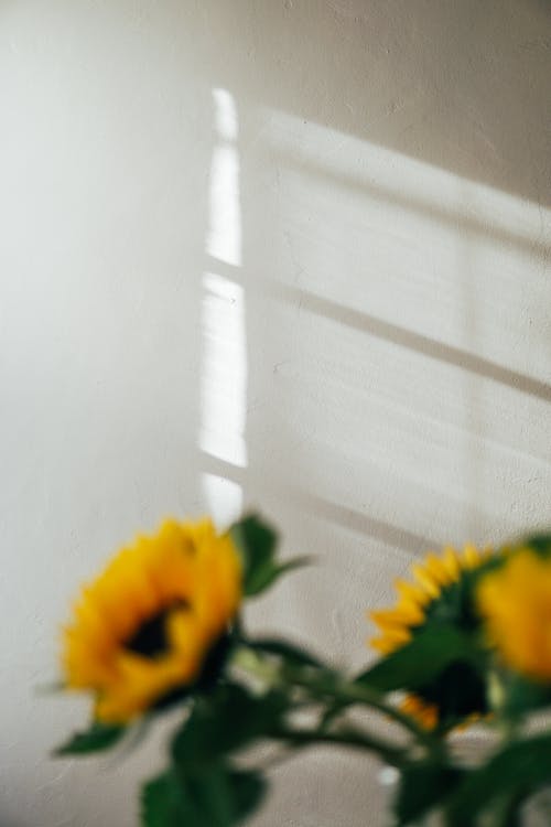 Bunch of sunflowers with green leaves in bunch placed in room with shining sunlight