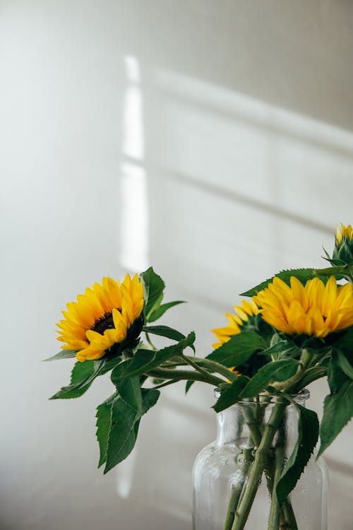 Free Fresh flowers in glass jar at sunlight Stock Photo