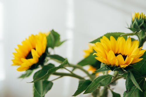 Bright blooming flowers with delicate yellow petals and green leaves placed against white wall