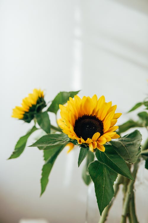 Bouquet of bright sunflowers on green stems with leaves placed against white wall