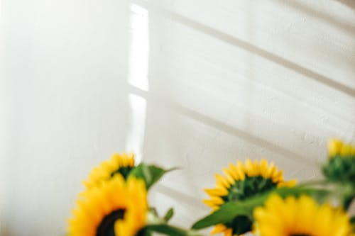 Fresh fragrant sunflowers with large buds placed against white wall with shadows at daylight