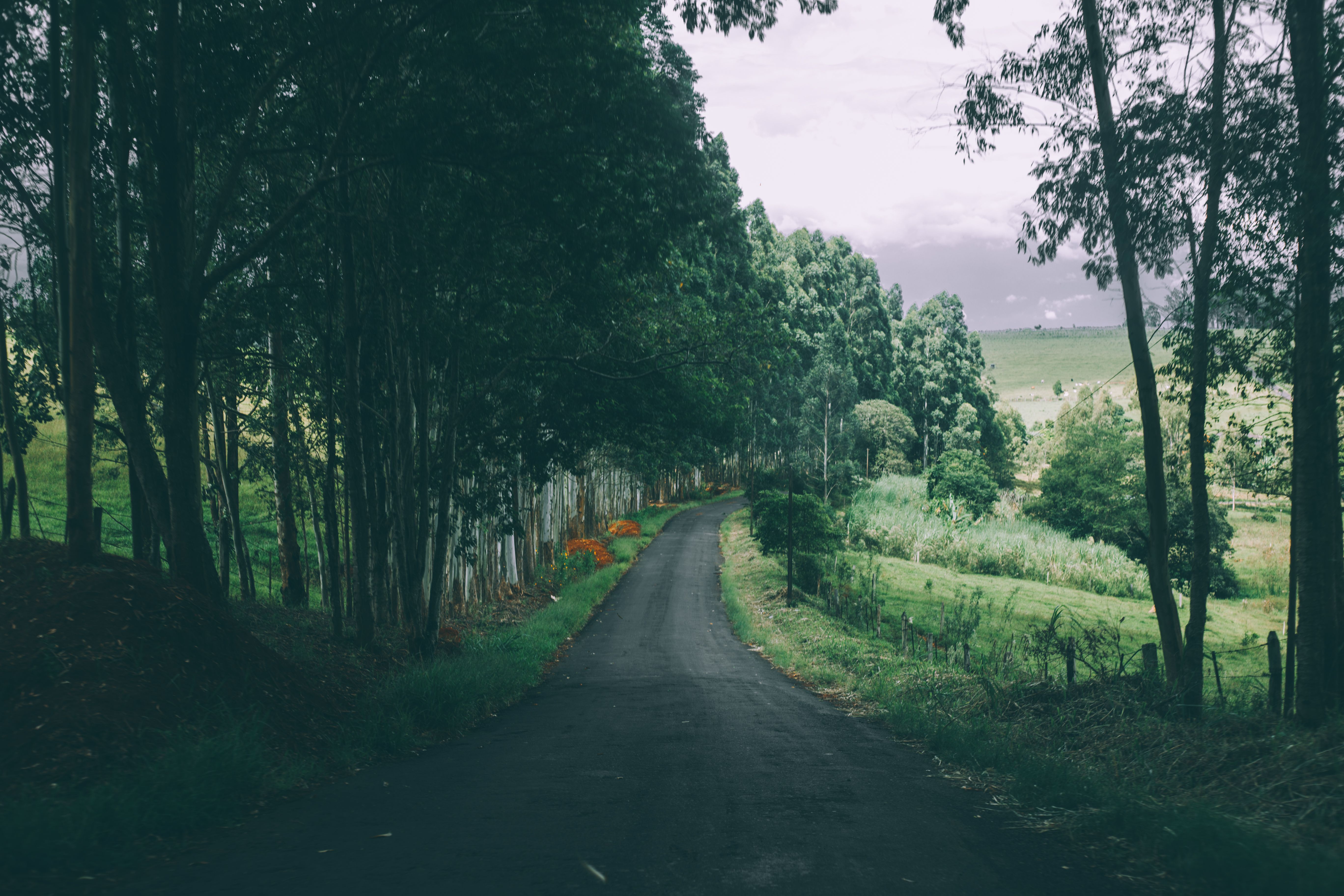 Scenic view of a serene rural road lined with lush trees and fields, perfect for nature enthusiasts.