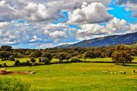 Green Grass Field Under White Clouds and Blue Sky