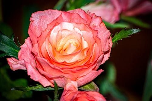 A Pink Rose in Bloom