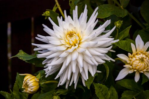 Free Elegant white dahlia flowers blooming outdoors, showcasing nature's beauty. Stock Photo