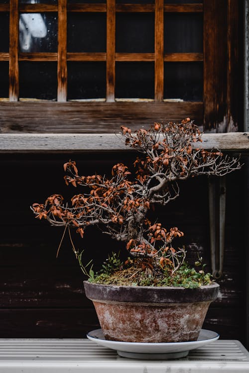 Close-Up Shot of a Bonsai Tree on the Pot