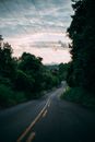 Empty Road Between Trees