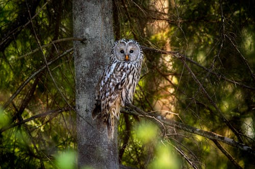 Wildlife Photography of Ural Owl on Tree Branch