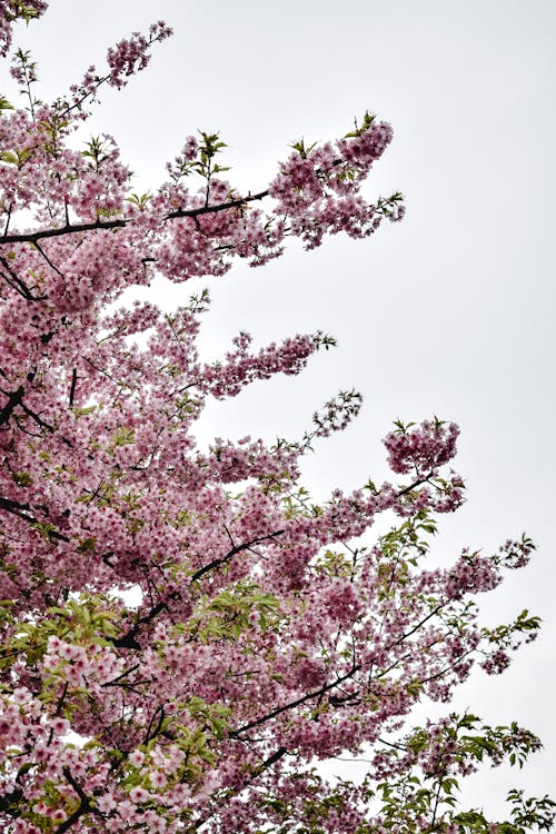ピンクの桜の木