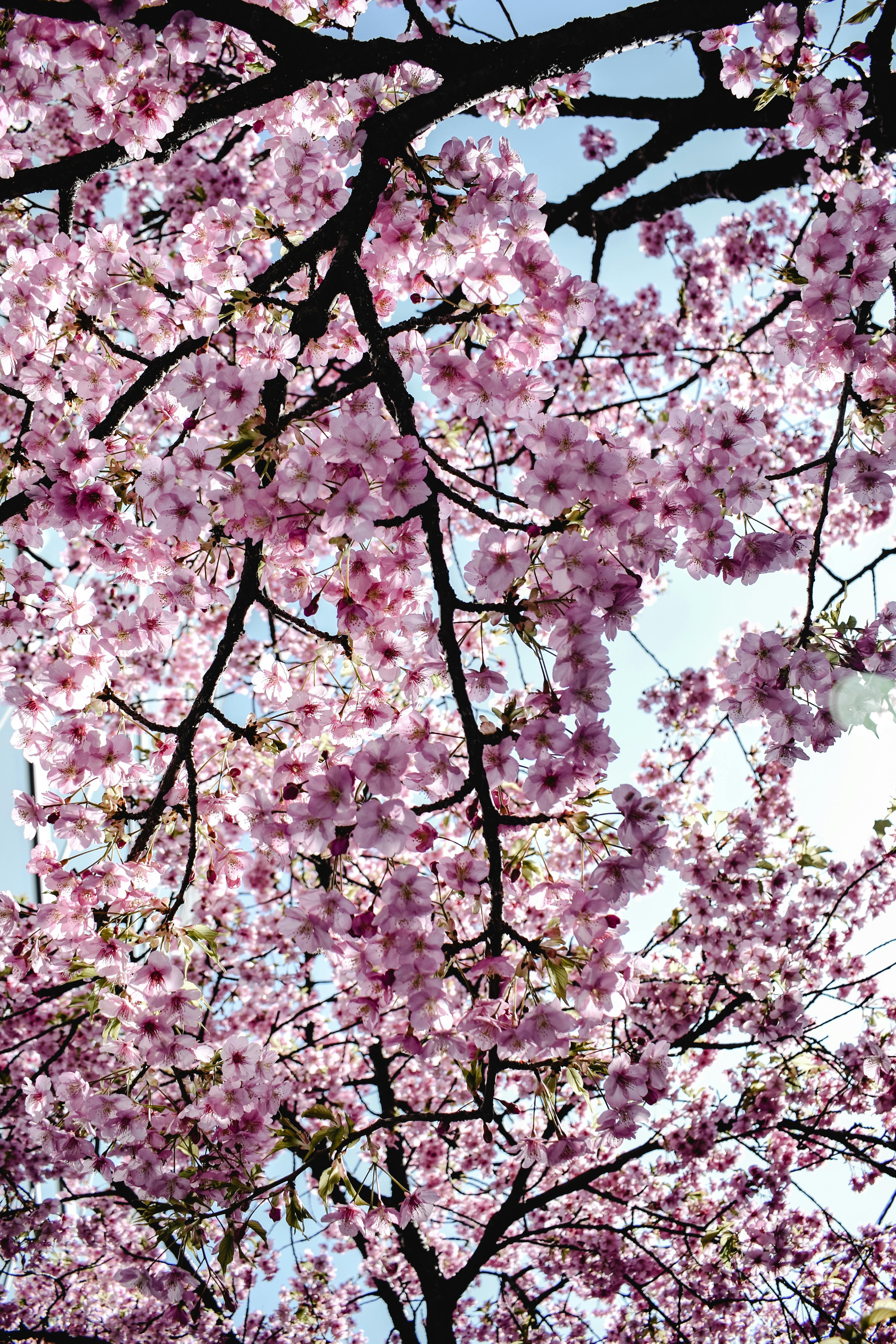 Cherry Blossom Trees Train Station Japan iPhone Wallpaper HD  iPhone  Wallpapers