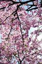 Pink Cherry Blossom Tree