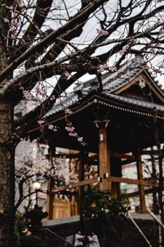 东京一座宁静的日本凉亭，周围樱花盛开，营造出一种平静的景象