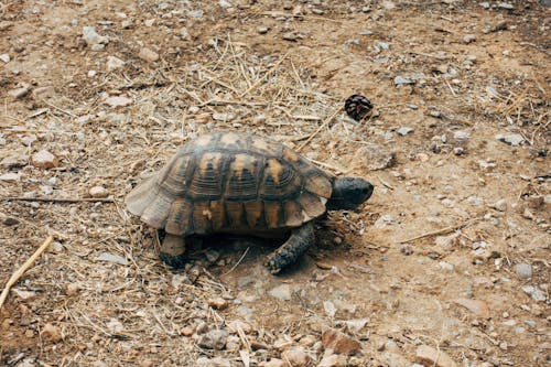 Free Close-Up Shot of a Tortoise Stock Photo
