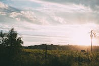 郁郁葱葱的绿色田野上，一轮和平的日出中，一棵孤独的树和放牧的牛，唤起一片宁静