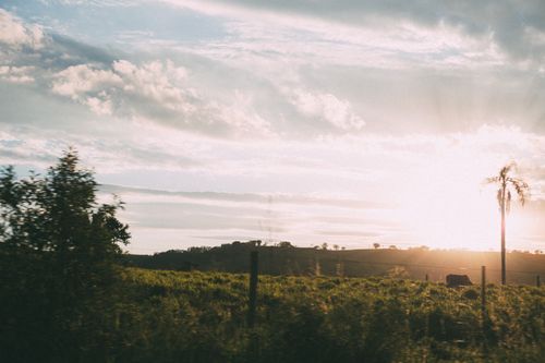 Free Peaceful sunrise over a lush green field with a lone tree and grazing cow, evoking tranquility. Stock Photo