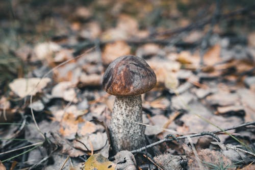 Free stock photo of autumn, autumnal, fall