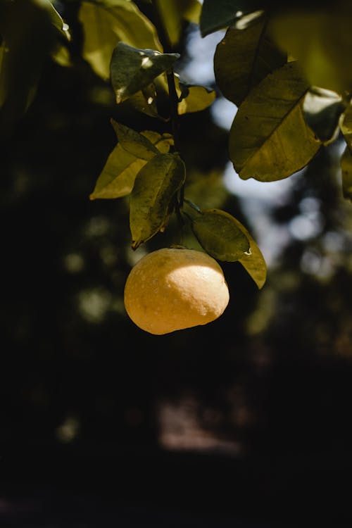 Close-Up Shot of a Yellow Fruit on a Tree