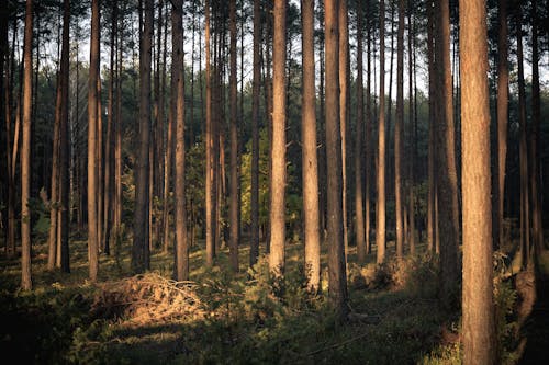 나무, 숲, 자연의 무료 스톡 사진