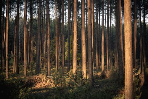 Free Tranquil view of a dense pine forest bathed in gentle evening light, showcasing tall trees and natural beauty. Stock Photo
