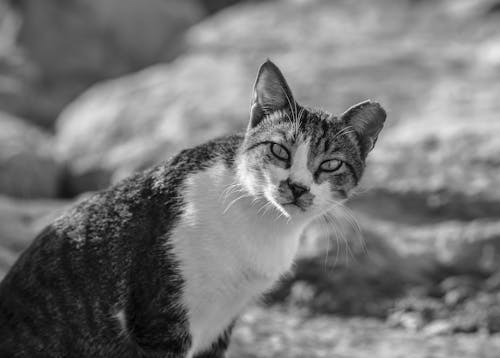 Grayscale Photo of a Tabby Cat