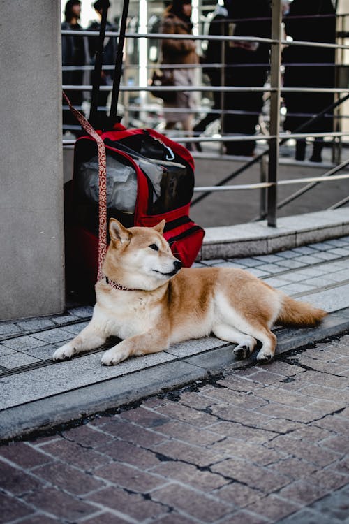 A Shiba Inu Dog Lying on the Ground