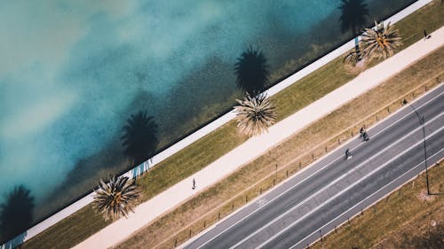 Drone Shot of Palm Trees Near a Road
