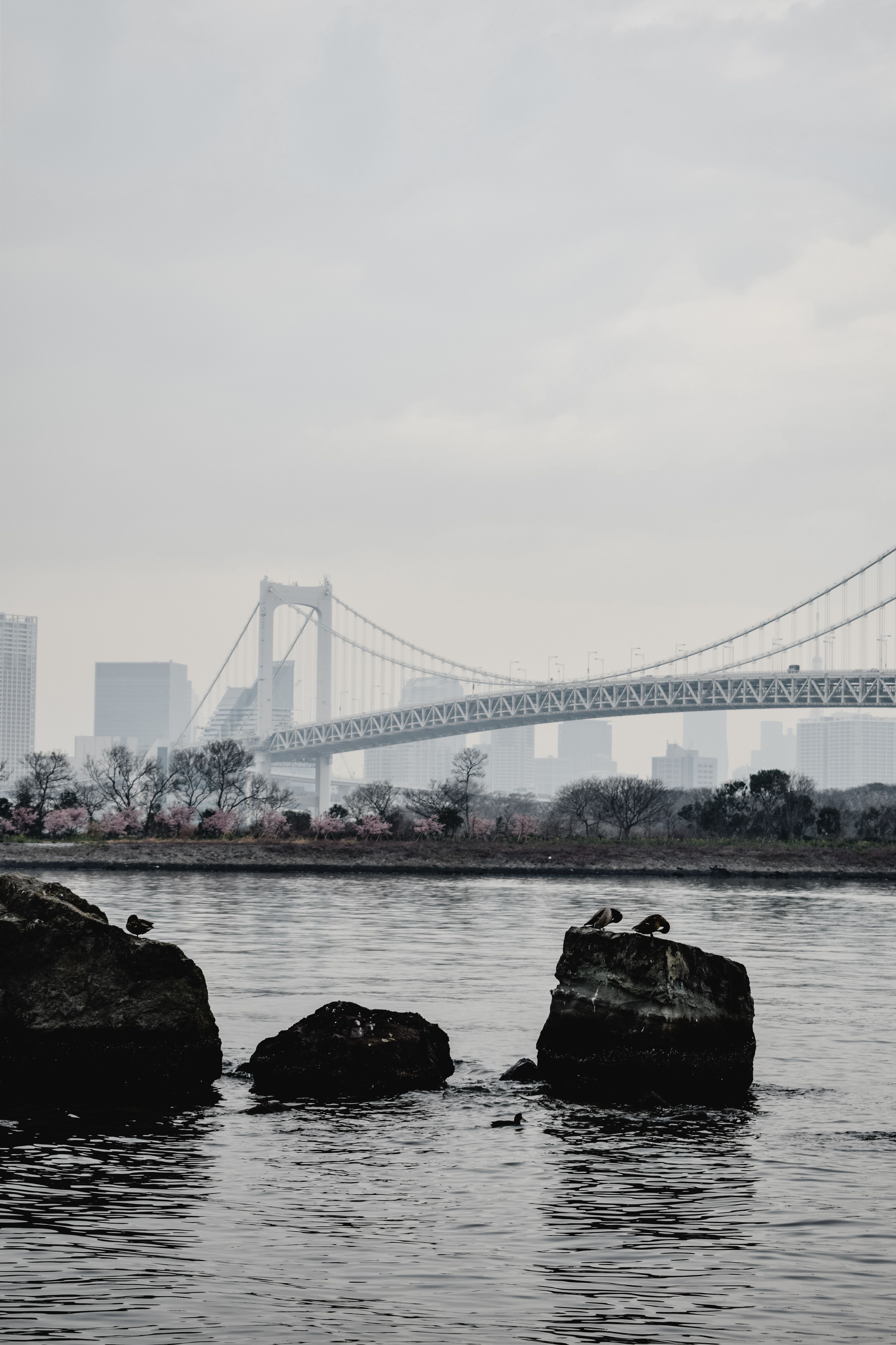 雾景中，彩虹桥与东京天际线在河上浮现，岩石依稀可见