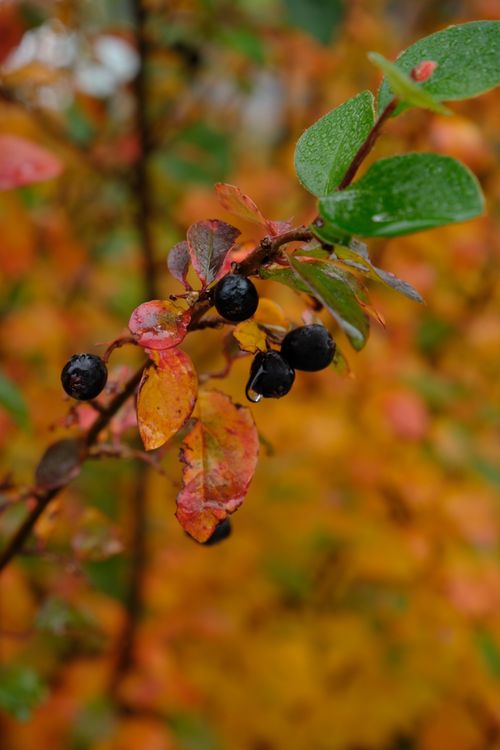 Free Macro shot of aronia melanocarpa berries and fall foliage with droplets. Stock Photo