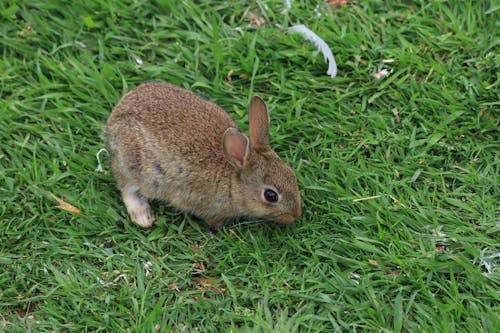 Brown Rabbit on Green Grass Field