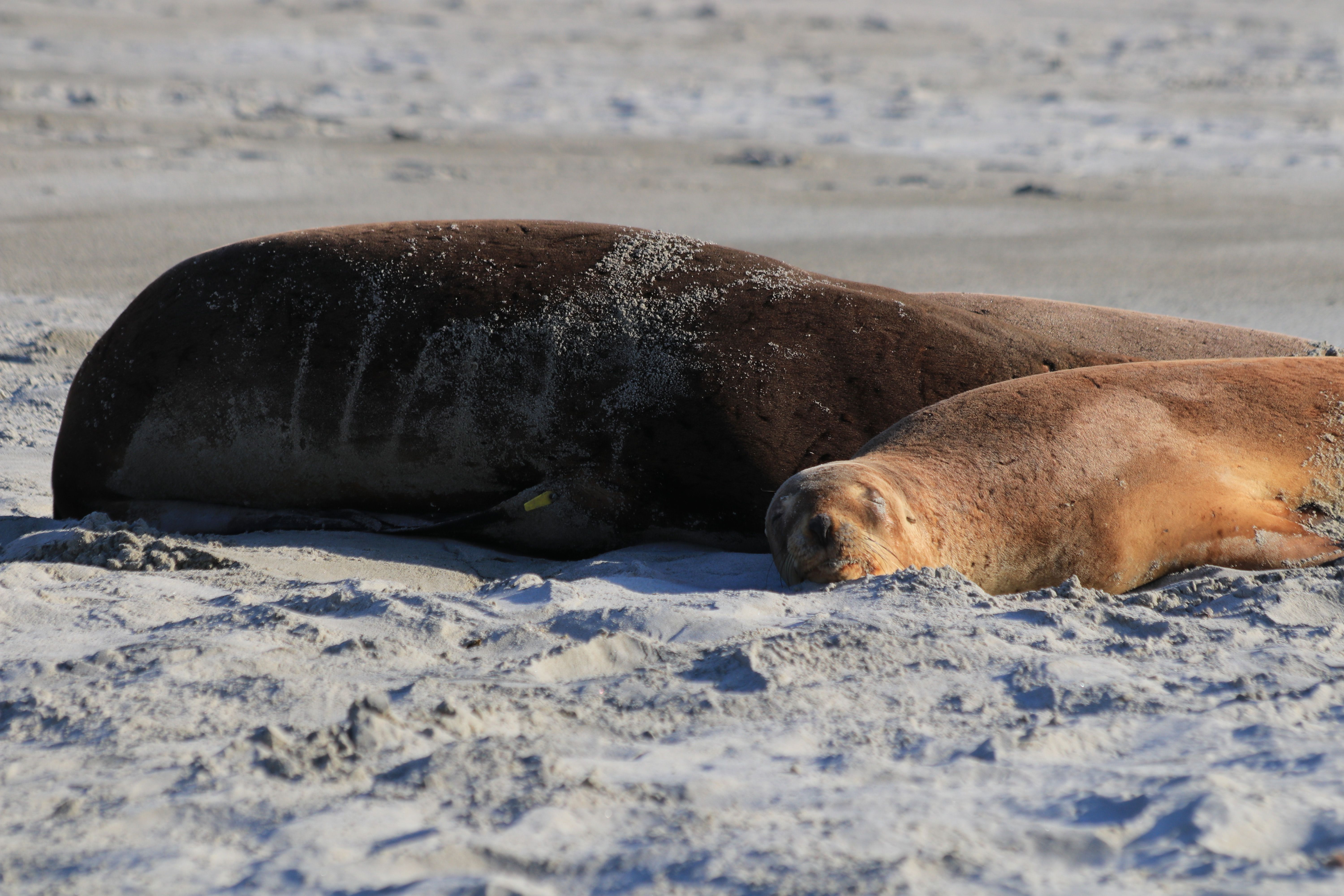 Two seals basking on a sandy beach, capturing a tranquil wildlife moment. — Trójmiasto