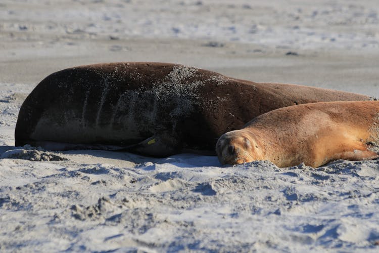 Seals Lying On White Sand