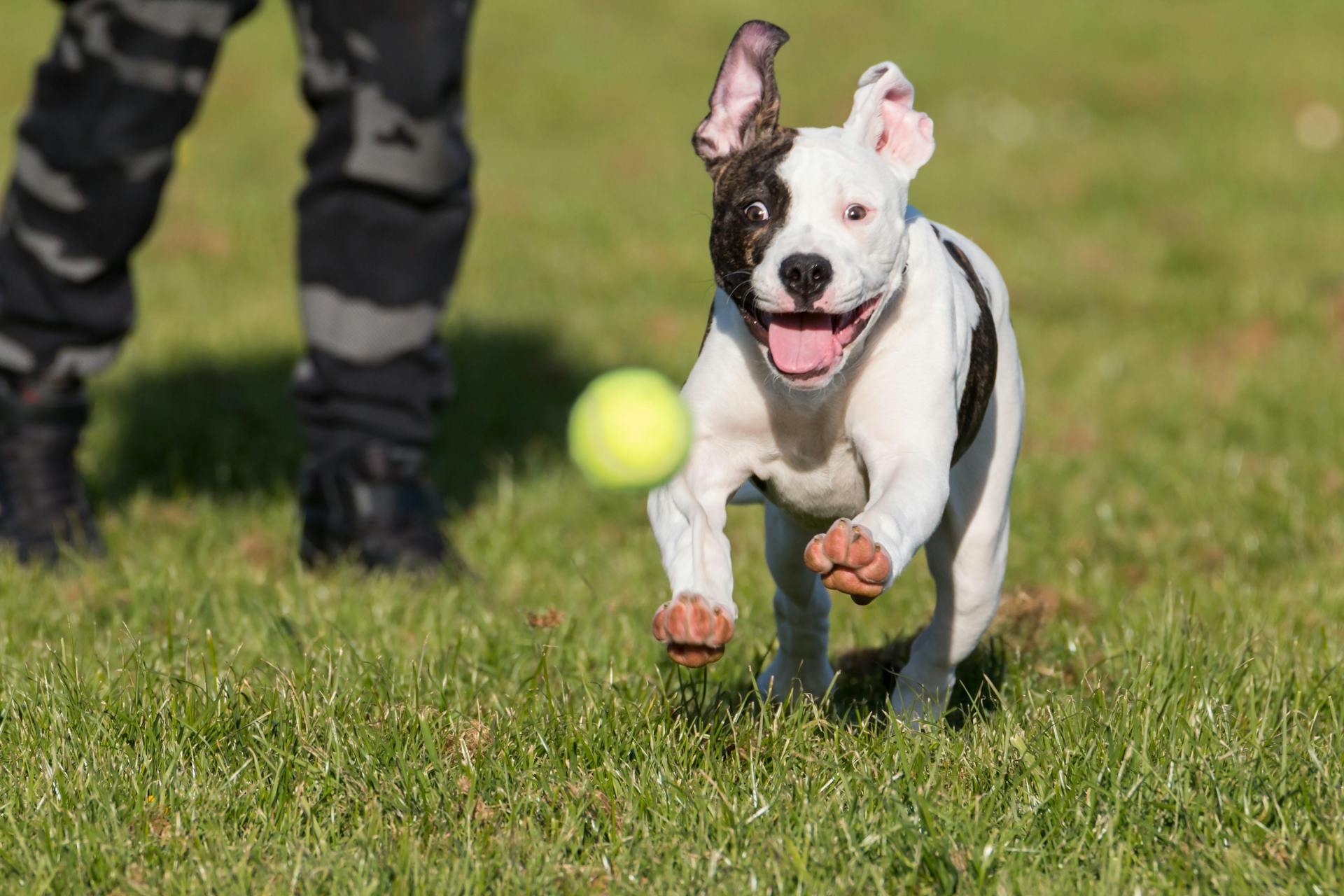 Un pitbull américain à la poursuite d'une balle de tennis