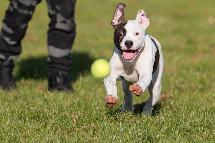 An American Pitbull Chasing A Tennis Ball