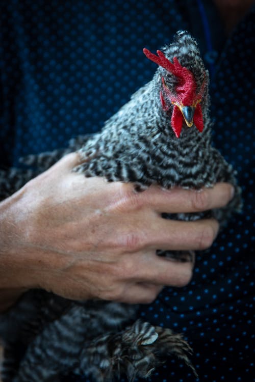 Hand of a Person Holding a Chicken