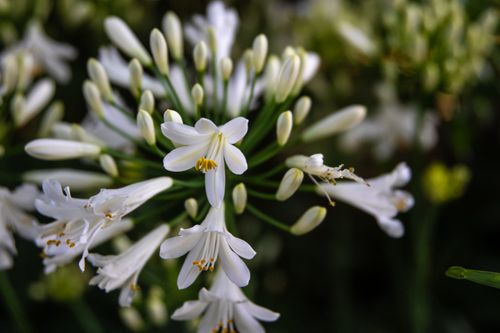 Free Beautiful close-up of blooming African lily with delicate white petals and soft focus background. Stock Photo