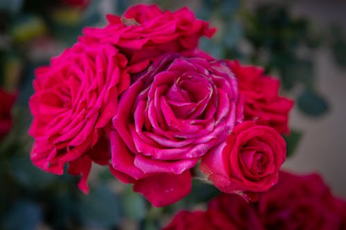 Free Red Roses in Bloom Stock Photo