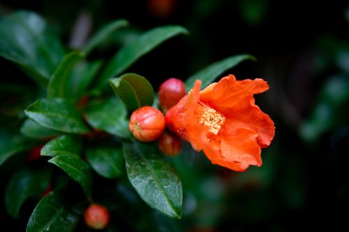 Free Close-up of a vibrant pomegranate flower with unopened buds and green leaves. Stock Photo