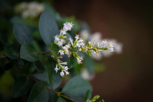 Small White Flower with Green Leaves