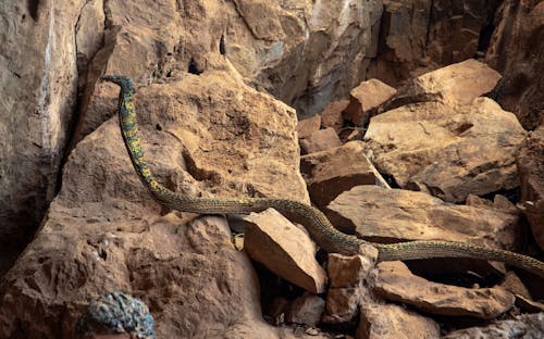 A Samar Cobra on the Rocks