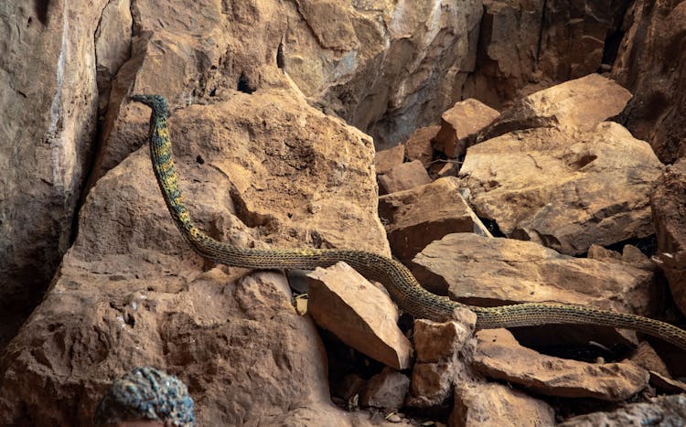 A Samar Cobra On The Rocks