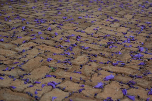 Gratis stockfoto met blauwe jacaranda, bloemen, dennennaalden