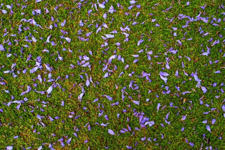 
Blue Jacaranda Flowers On The Grass