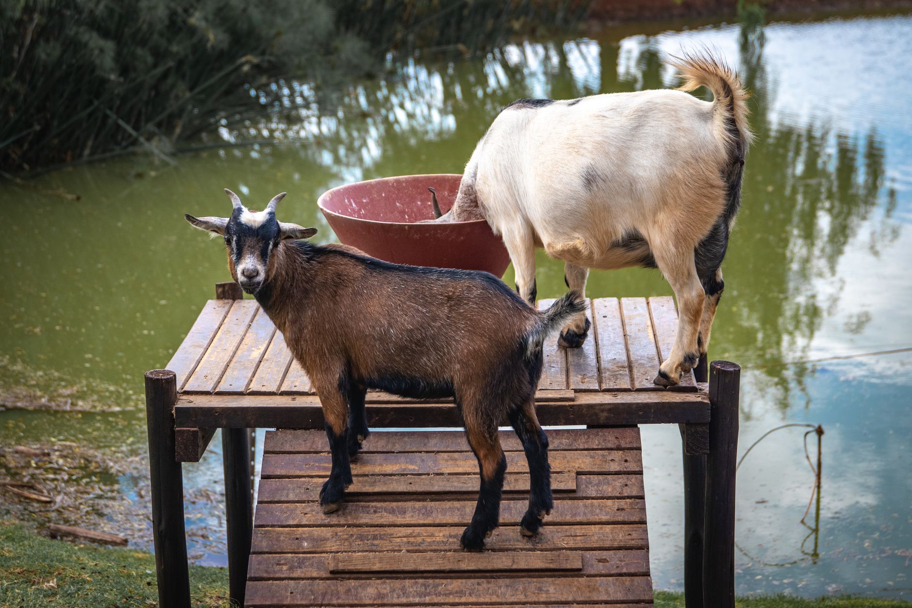 Berdayakan Ekonomi Lokal, Poknak APTUR Kembangkan Budidaya Lele dan Kambing di Tangerang