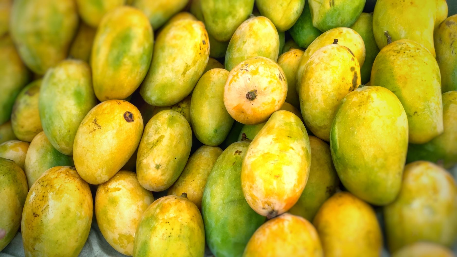 Jangan Dibuang, Ini 5 Manfaat Biji Mangga bagi Kesehatan Tubuh