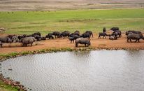 Rhinoceroses in the Wild