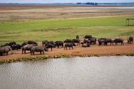 Animals Near a Lake