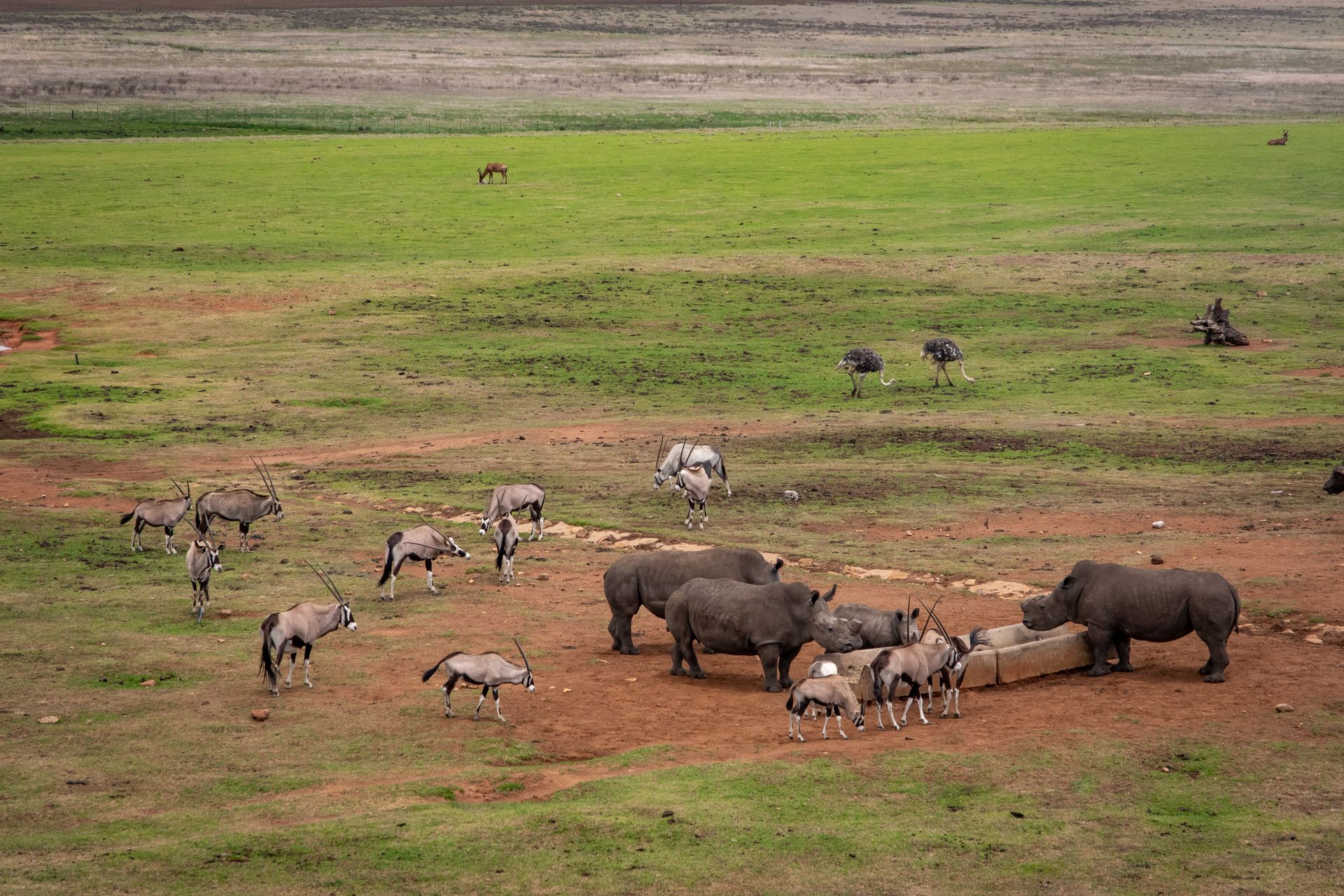 A herd of animals including rhinos and antelopes gather at a watering hole in the open grasslands.