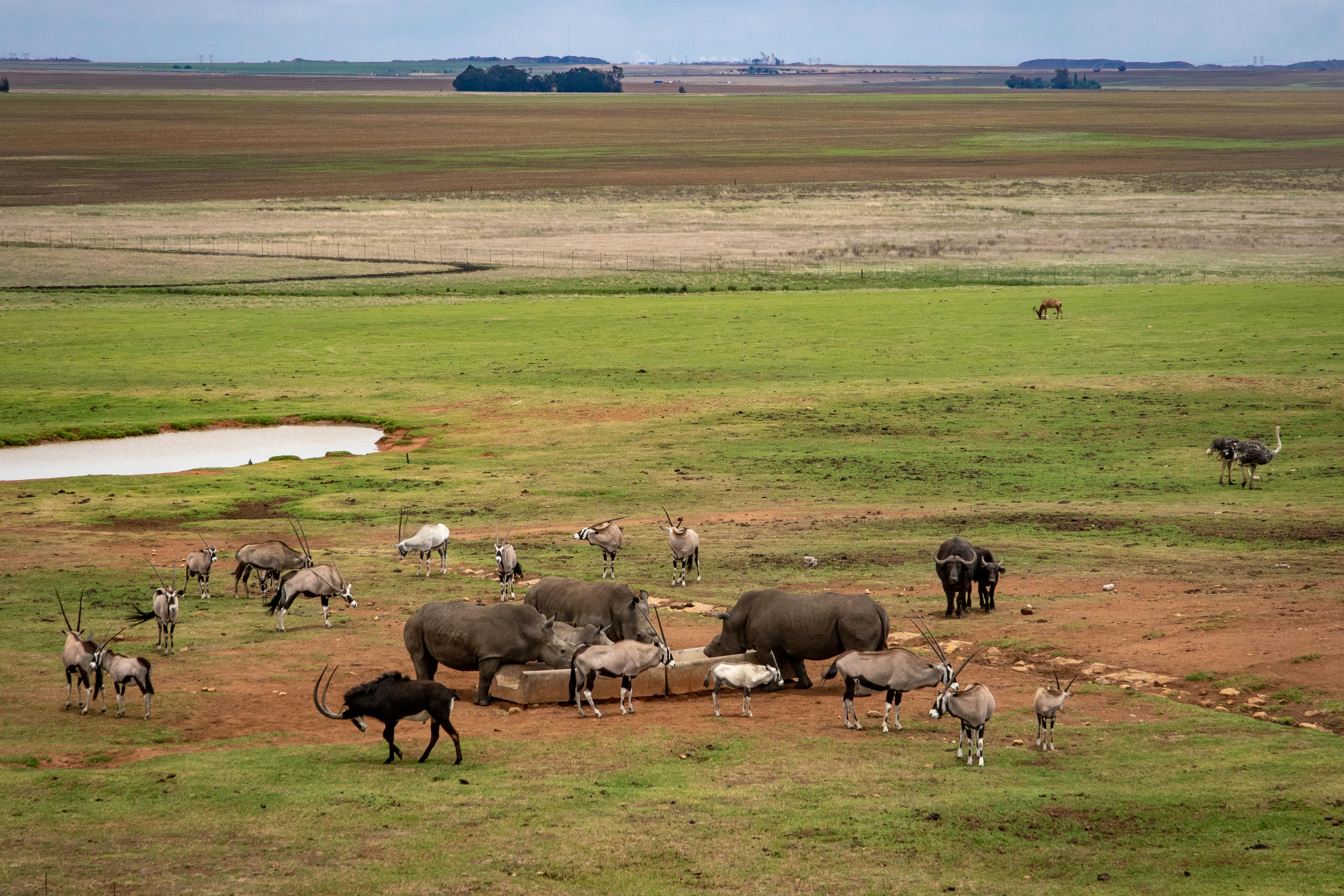 Herds of Animals in the Wild · Free Stock Photo