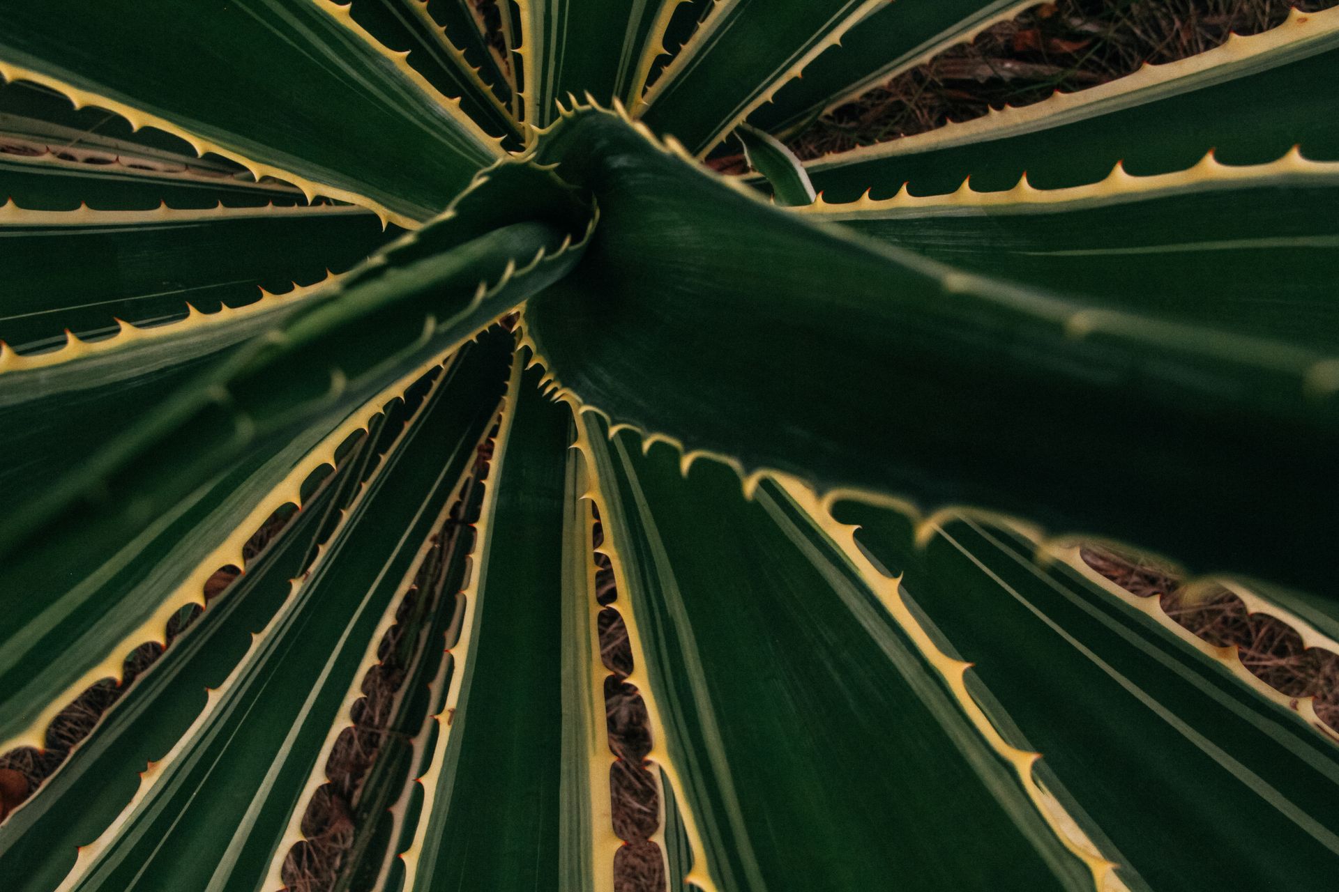 Top background closeup view of bright succulent plant with thorny stalk edges growing on dry land