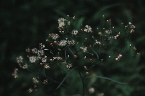 Fluffy white flowers with seeds growing on plant with thin stalks in park